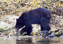 Ursus americanus